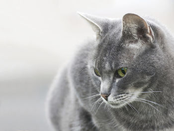 Close-up portrait of cat