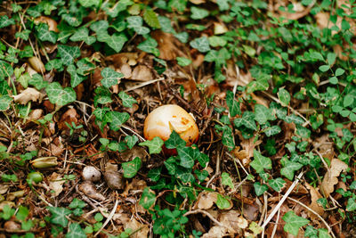 High angle view of mushrooms growing on field