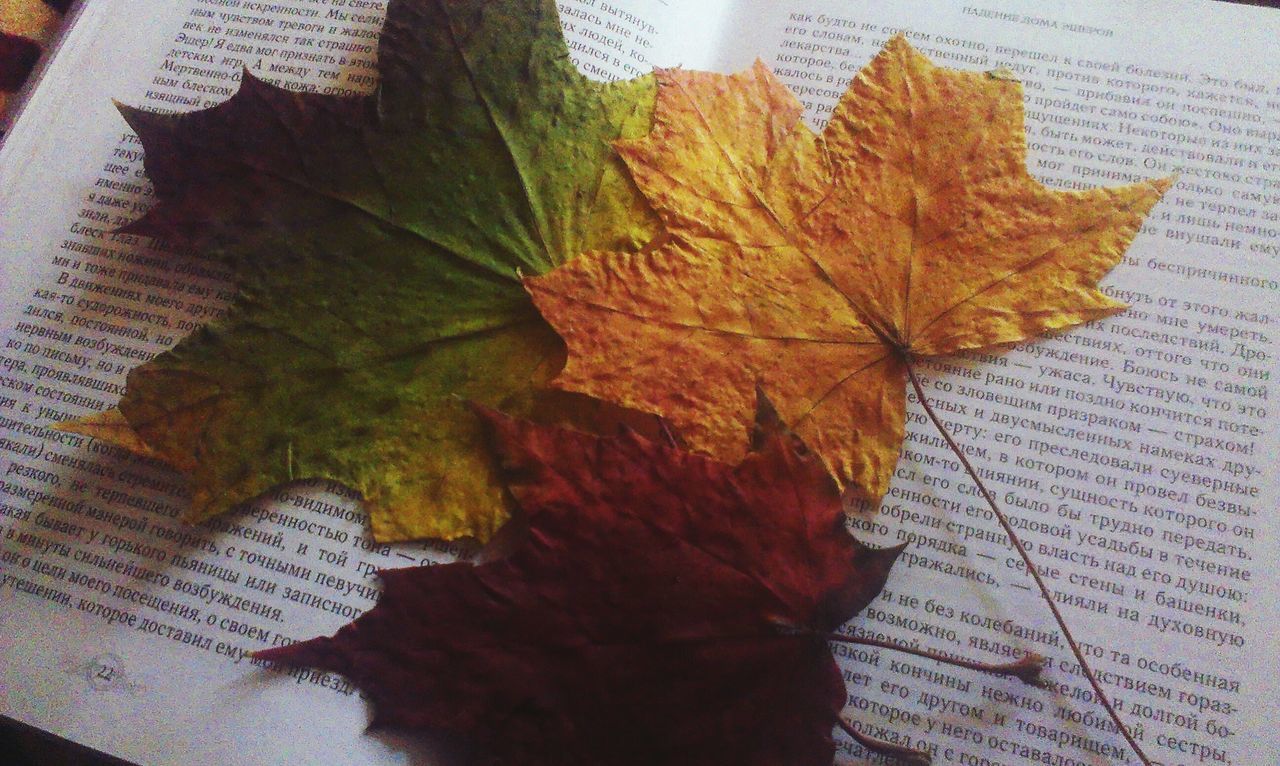 leaf, architecture, built structure, building exterior, close-up, indoors, autumn, high angle view, no people, paper, change, leaves, day, season, table, window, still life, nature, orange color