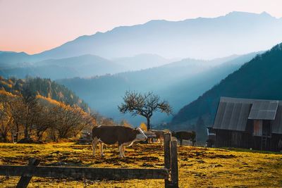 View of a cow and livestock animals on field against mountains in a misty autumn morning