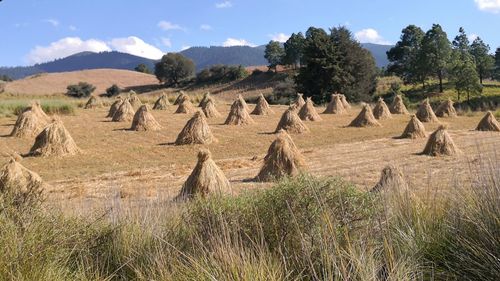 Panoramic view of field against sky