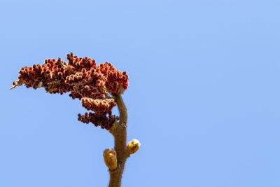 Low angle view of flowering plant against clear blue sky