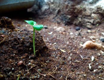 Close-up of young plant growing outdoors