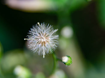 Close-up of white dandelion flower