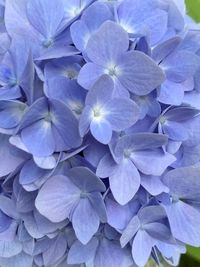 Close-up of purple hydrangea flowers