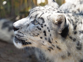 Close-up of snow leopard