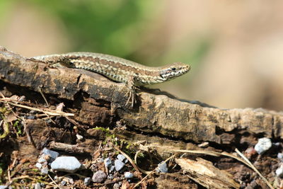 Close-up of lizard on rock