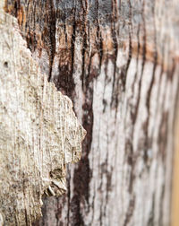 Close-up of tree trunk