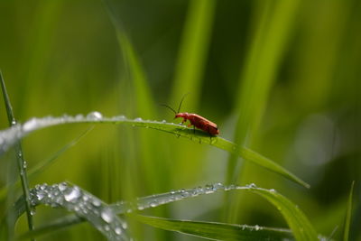 Close-up of ladybug on leaf