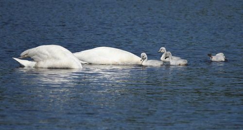 Swans swimming on lake