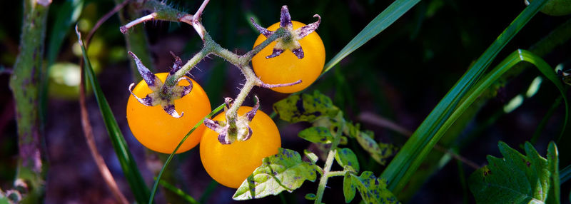 Close-up of orange butterfly on plant