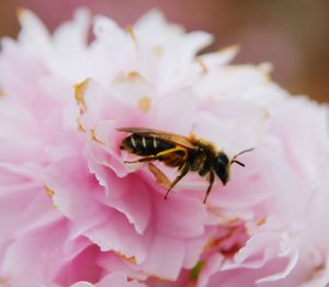 Close-up of insect on pink flower