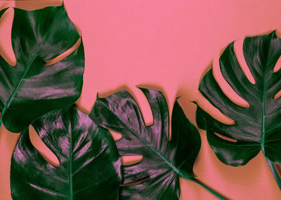 High angle view of red flowering plant against wall