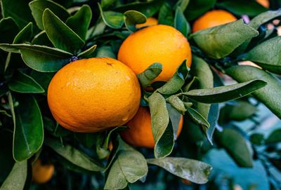 Tangarines on a tree