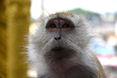 Crab-eating macaques, macaca fascicularis at caves villa next to batu caves in malaysia