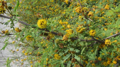 Yellow flowers growing on tree