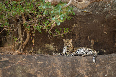 Leopard lying on ledge under tangled branches