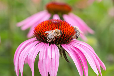 Close-up of honey bee pollinating on pink flower