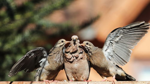 Close-up of birds flying