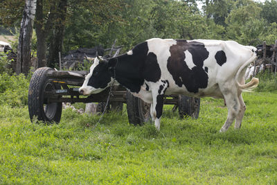 Cows in a field