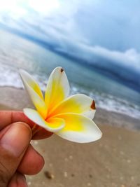 Close-up of hand holding yellow flower