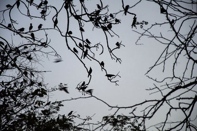 Low angle view of birds perching on bare tree