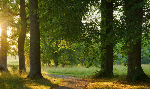 Trees in forest