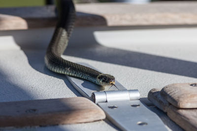 Close up of grass snake