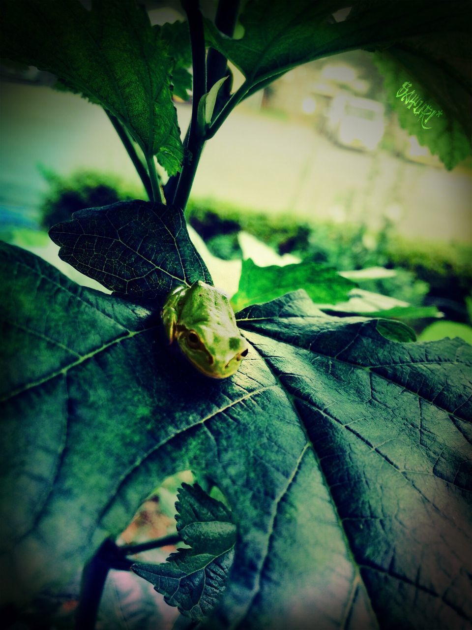 animal themes, one animal, leaf, animals in the wild, green color, wildlife, reptile, lizard, close-up, nature, plant, branch, focus on foreground, outdoors, selective focus, green, day, growth, tree, no people