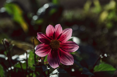 Close-up of pink flower