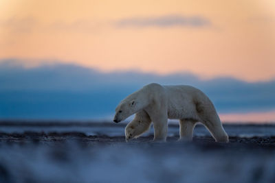 Polar bear lifts paw walking on tundra