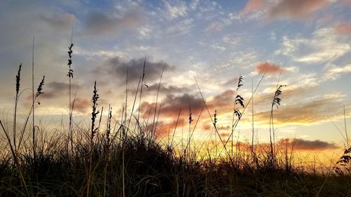 Close-up of plants on field against sky at sunset