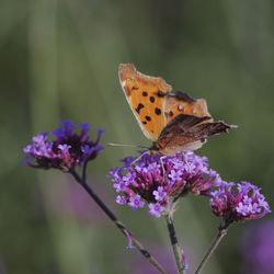 Close-up of butterfly pollinating on purple flower