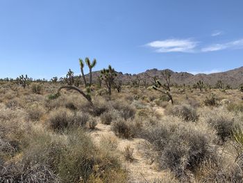 Scenic view of arid landscape against sky