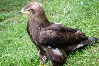 Close-up of eagle on field