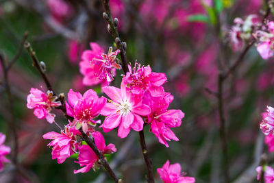 Close-up of pink flowers