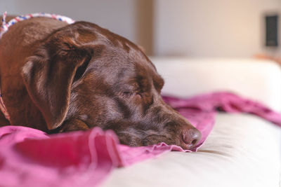 Close-up of a dog sleeping at home