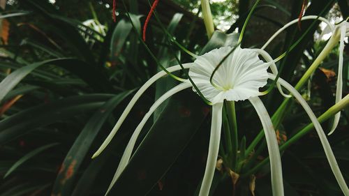 Close-up of plant against blurred background