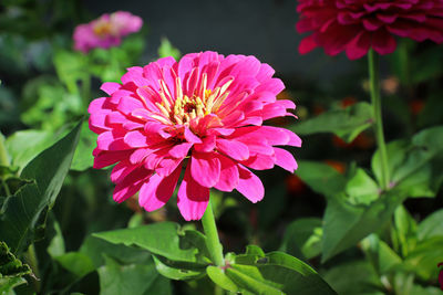 Close-up of pink flowering plant