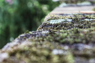 Close-up of lichen on tree trunk