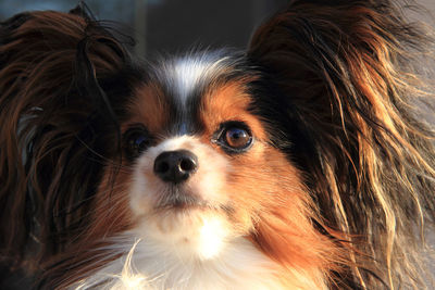 Close-up portrait of a dog