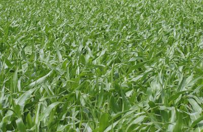 Full frame shot of corn field