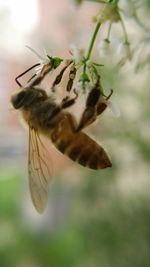 Close-up of insect on plant