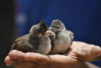 Close-up of baby hand holding bird