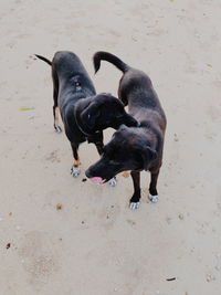 High angle view of dogs playing on sand