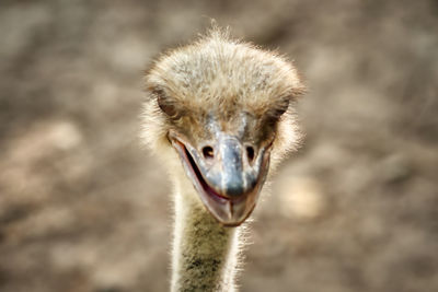 Close-up portrait of a bird