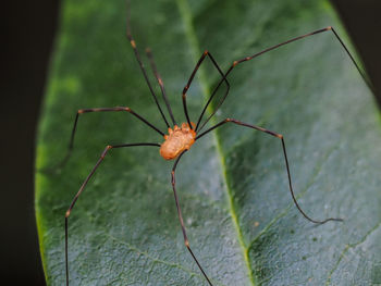 Close-up of insect