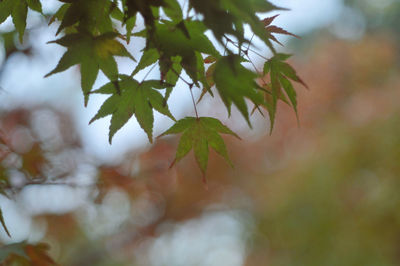 Close-up of maple leaves on tree