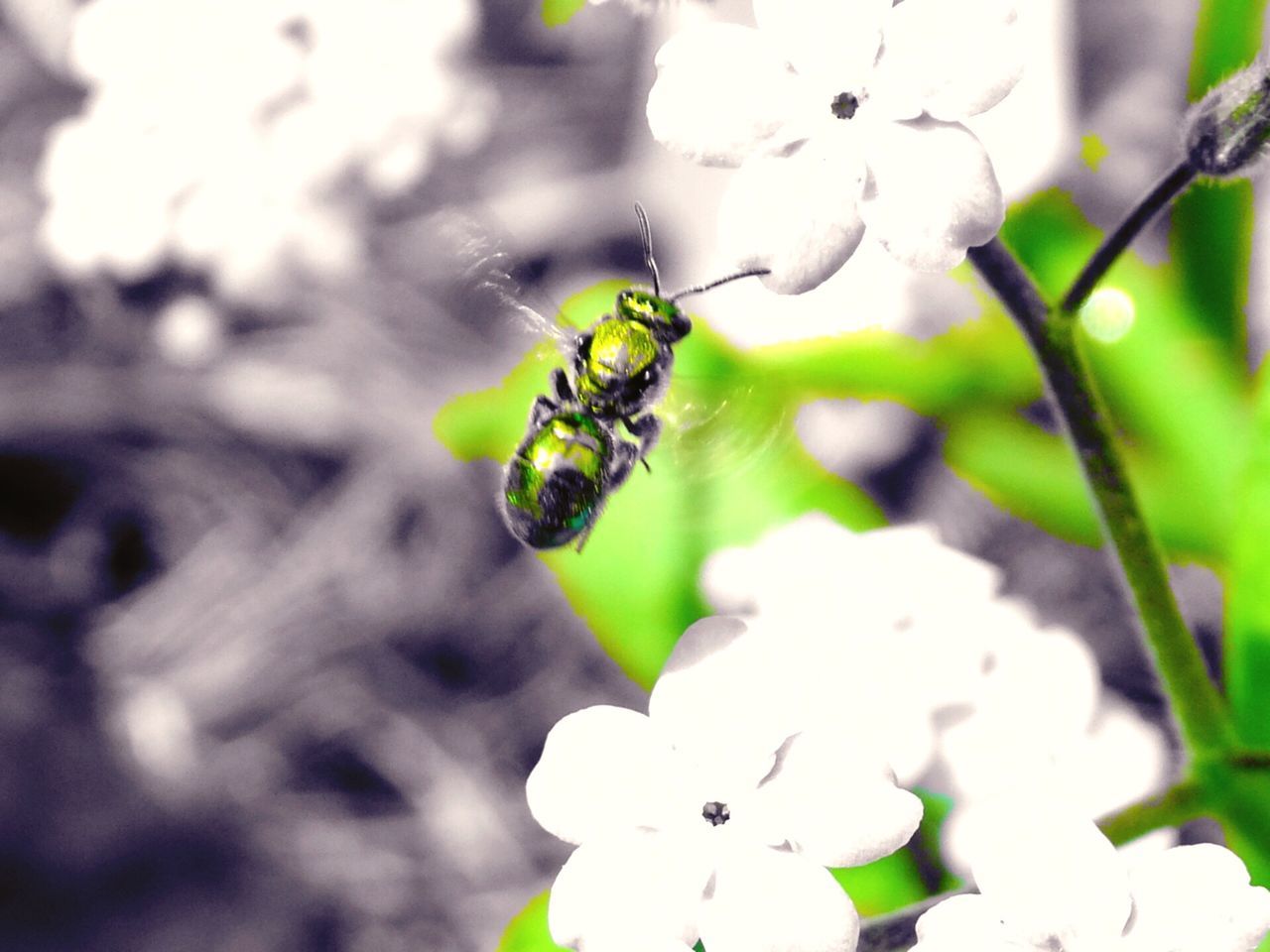 insect, animal themes, animals in the wild, focus on foreground, nature, one animal, close-up, plant, no people, day, outdoors, animal wildlife, leaf, fragility, beauty in nature, freshness