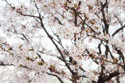 Low angle view of cherry blossom tree